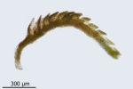 Cephaloziella baumgartneri