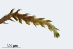 Cephaloziella baumgartneri