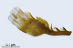 Cephaloziella baumgartneri
