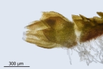 Cephaloziella baumgartneri