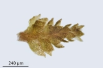 Cephaloziella baumgartneri