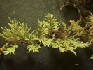 Thuidium pristocalyx var. samoanum