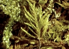 Thuidium pristocalyx var. samoanum
