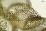Thuidium pristocalyx var. samoanum