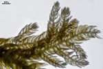 Thuidium pristocalyx var. samoanum