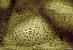 Thuidium pristocalyx var. samoanum