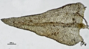 Thuidium pristocalyx var. samoanum