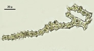 Thuidium pristocalyx var. samoanum