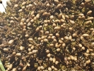 Weissia brachycarpa