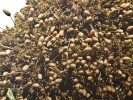 Weissia brachycarpa