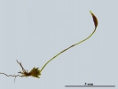 Crossidium crassinerve
