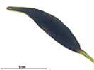 Crossidium crassinerve