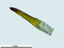 Crossidium crassinerve