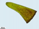 Crossidium crassinerve
