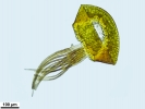 Crossidium crassinerve