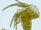 Crossidium crassinerve