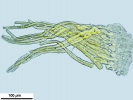 Crossidium crassinerve