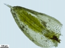 Crossidium crassinerve