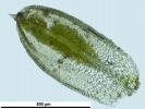 Crossidium crassinerve