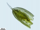 Crossidium crassinerve