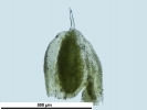 Crossidium crassinerve