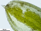 Crossidium crassinerve