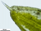 Crossidium crassinerve