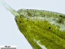 Crossidium crassinerve