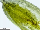 Crossidium crassinerve