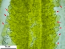 Crossidium crassinerve