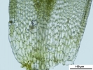 Crossidium crassinerve