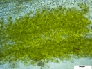 Crossidium crassinerve
