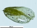 Crossidium crassinerve
