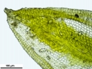 Crossidium crassinerve