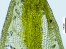 Crossidium crassinerve