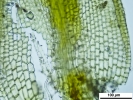 Crossidium crassinerve