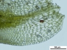 Crossidium crassinerve