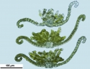Crossidium crassinerve