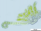 Crossidium crassinerve