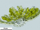 Crossidium crassinerve