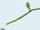 Crossidium crassinerve