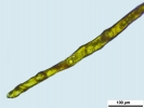 Crossidium crassinerve