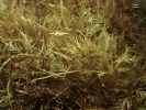 Thuidium cymbifolium