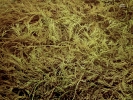 Thuidium cymbifolium