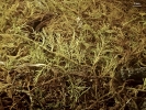 Thuidium cymbifolium