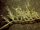 Thuidium cymbifolium