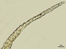 Thuidium cymbifolium