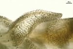 Thuidium cymbifolium