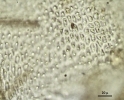 Thuidium cymbifolium