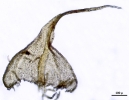 Thuidium cymbifolium